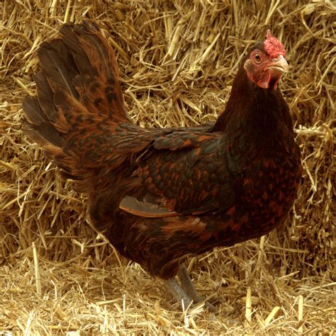 KY - White Leghorn Pullets). . Redcap chickens for sale